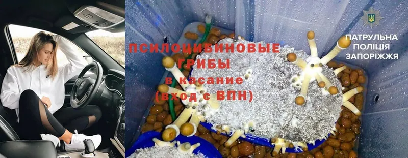 Псилоцибиновые грибы Psilocybine cubensis  Армянск 